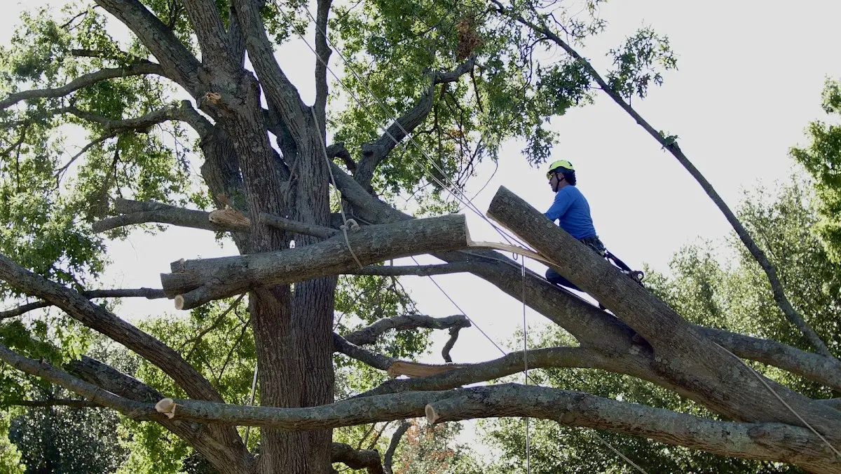 Professional Hazardous Tree Removal performed by certified arborists in Mc Lain