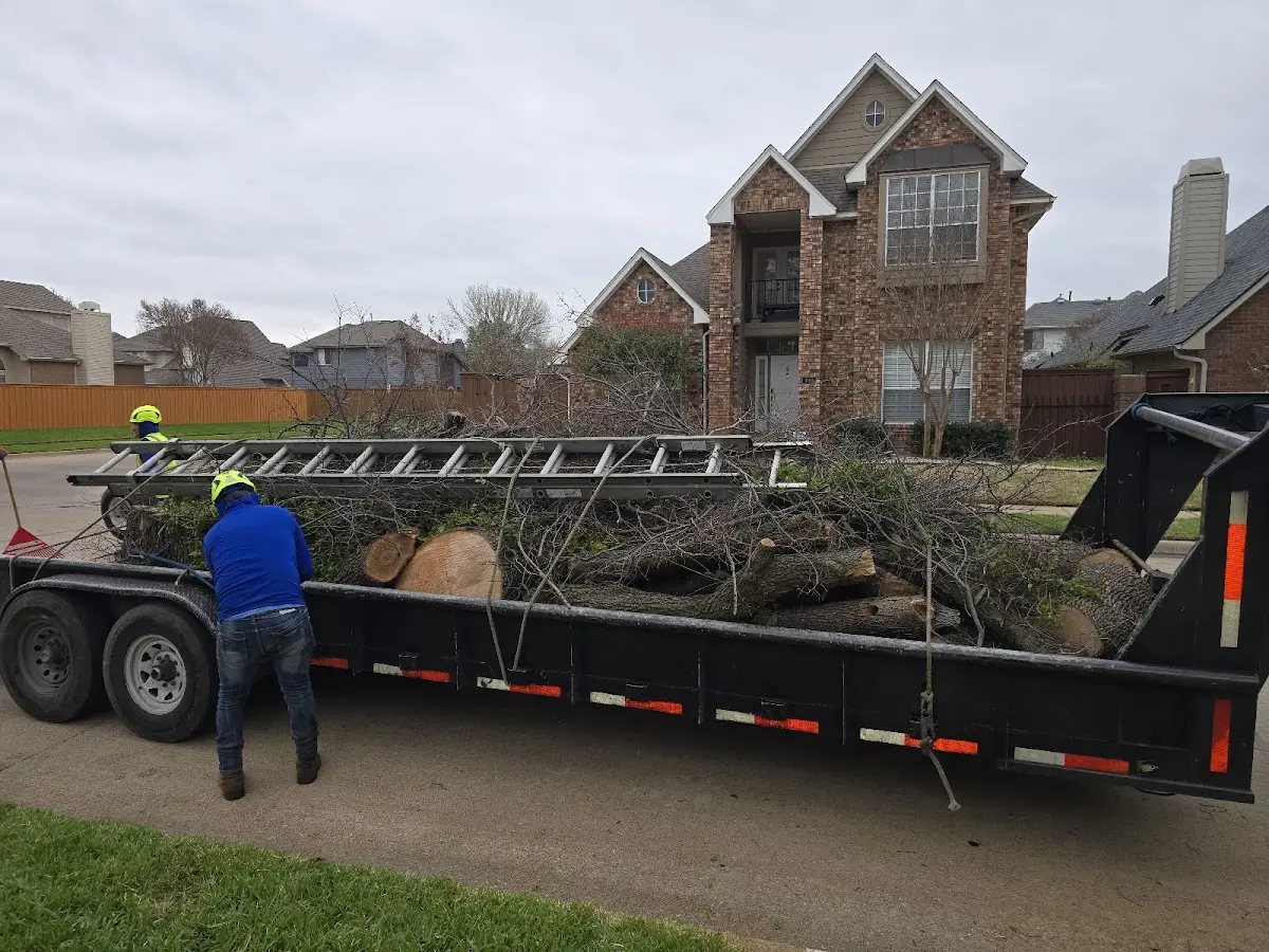 Expert Tree Pest Control with proper safety equipment in Mc Lain